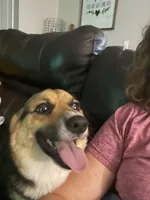 Charlee, a female Pembroke Welsh Corgi for sale in Rainsville, AL – Photo 5 of 5