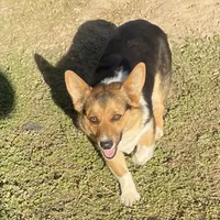 Charlee, a female Pembroke Welsh Corgi for sale in Rainsville, AL – Photo 4 of 5