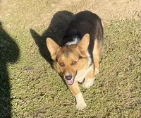 Charlee, a female Pembroke Welsh Corgi for sale in Rainsville, AL – Photo 4 of 5