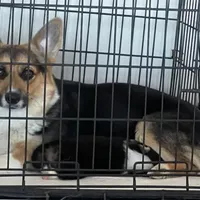 Charlee, a female Pembroke Welsh Corgi for sale in Rainsville, AL – Photo 3 of 5