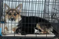 Charlee, a female Pembroke Welsh Corgi for sale in Rainsville, AL – Photo 3 of 5