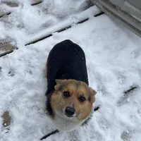 Charlee, a female Pembroke Welsh Corgi for sale in Rainsville, AL – Photo 1 of 5