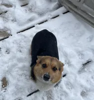 Charlee, a female Pembroke Welsh Corgi for sale in Rainsville, AL – Photo 1 of 5