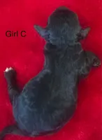 Raven, a female Cavapoo for sale in Rainsville, AL – 2 of 7