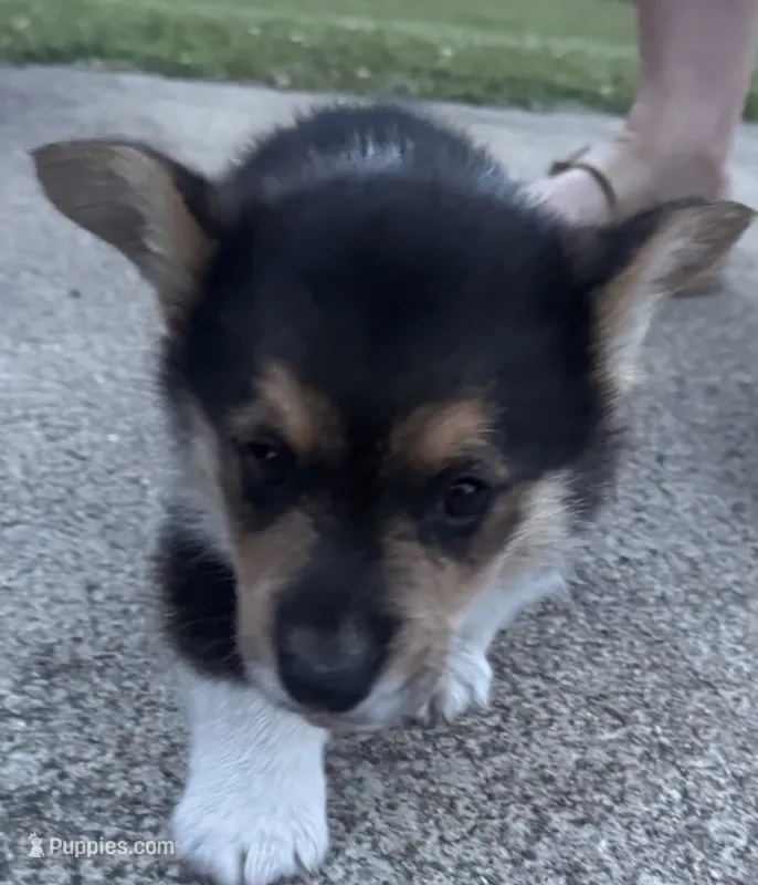 Sarge – Pembroke Welsh Corgi puppy for sale in Rainsville, AL
