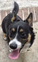 Buddy, a male Pembroke Welsh Corgi and Miniature Australian Shepherd for sale in Rainsville, AL – 2 of 6