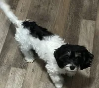 Poppy, a female Cavapoo for sale in Rainsville, AL – 4 of 7