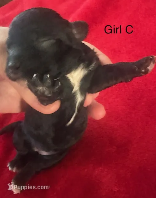 Raven – Cavapoo puppy for sale in Rainsville, AL