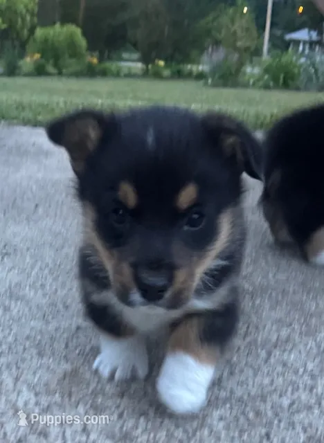 Major – Pembroke Welsh Corgi puppy for sale in Rainsville, AL