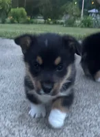 Major, a male Pembroke Welsh Corgi for sale in Rainsville, AL – 5 of 5