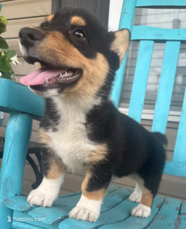 Major – Pembroke Welsh Corgi puppy for sale in Rainsville, AL