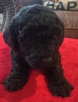 Jett, a male Cavapoo for sale in Rainsville, AL – 4 of 6