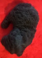 Jett, a male Cavapoo for sale in Rainsville, AL – 3 of 6