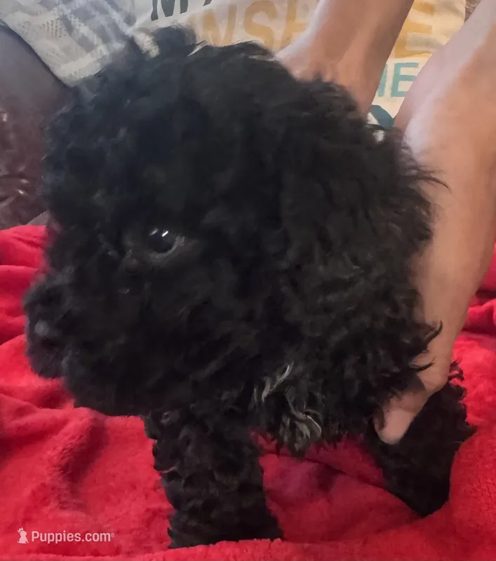 Jett – Cavapoo puppy for sale in Rainsville, AL