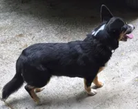 Buddy, a male Pembroke Welsh Corgi and Miniature Australian Shepherd for sale in Rainsville, AL – 3 of 6