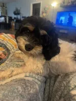 Poppy, a female Cavapoo for sale in Rainsville, AL – 3 of 7