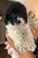 Poppy , a male Cavapoo for sale in Rainsville, AL – 2 of 5
