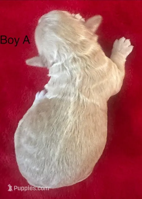 Sunny – Cavapoo puppy for sale in Rainsville, AL