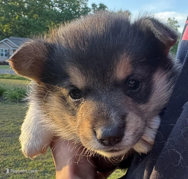 Sarge – Pembroke Welsh Corgi puppy for sale in Rainsville, AL