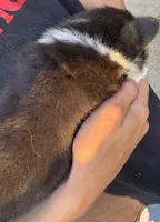 Sarge, a male Pembroke Welsh Corgi for sale in Rainsville, AL – Photo 2 of 2