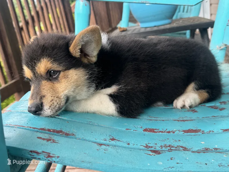 Sarge – Pembroke Welsh Corgi puppy for sale in Rainsville, AL