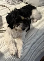 Poppy, a female Cavapoo for sale in Rainsville, AL – 6 of 7