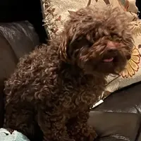 Fudge, a male Poodle - Toy  for sale in Rainsville, AL – Photo 2 of 4