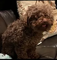 Fudge, a male Poodle - Toy  for sale in Rainsville, AL – Photo 2 of 4