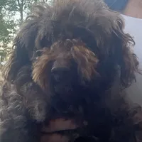 Fudge, a male Poodle - Toy  for sale in Rainsville, AL – Photo 3 of 4