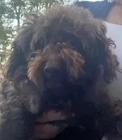 Fudge, a male Poodle - Toy  for sale in Rainsville, AL – Photo 3 of 4