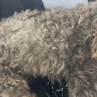 Fudge, a male Poodle - Toy  for sale in Rainsville, AL – Photo 4 of 4