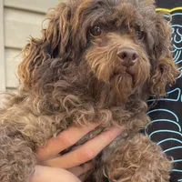 Fudge, a male Poodle - Toy  for sale in Rainsville, AL – Photo 1 of 4