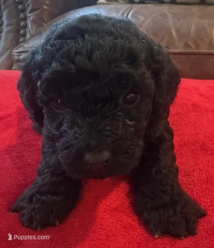 Jett – Cavapoo puppy for sale in Rainsville, AL