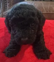 Jett, a male Cavapoo for sale in Rainsville, AL – 1 of 6
