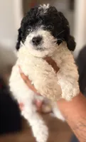 Poppy , a male Cavapoo for sale in Rainsville, AL – 4 of 5