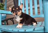Major, a male Pembroke Welsh Corgi for sale in Rainsville, AL – 1 of 5