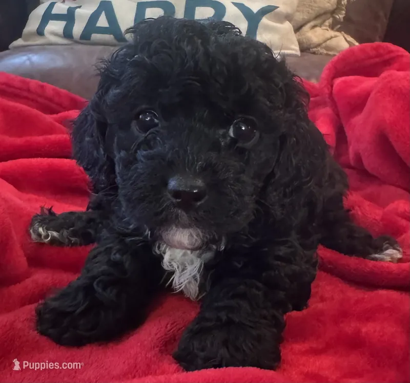 Raven – Cavapoo puppy for sale in Rainsville, AL