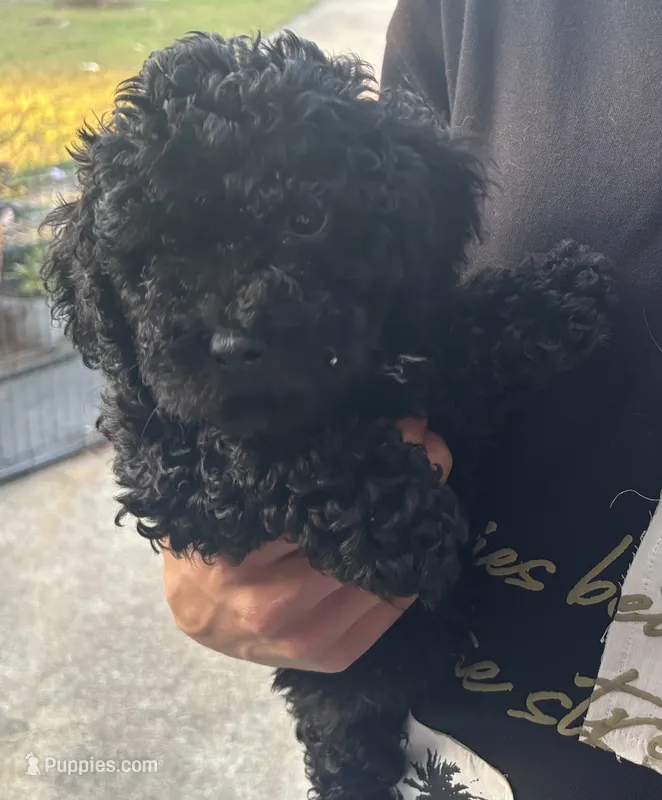 Jett – Cavapoo puppy for sale in Rainsville, AL