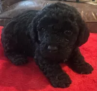 Jett, a male Cavapoo for sale in Rainsville, AL – 2 of 6