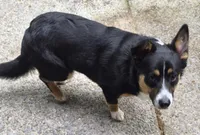 Buddy, a male Pembroke Welsh Corgi and Miniature Australian Shepherd for sale in Rainsville, AL – 6 of 6