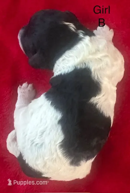 Poppy – Cavapoo puppy for sale in Rainsville, AL