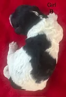 Poppy, a female Cavapoo for sale in Rainsville, AL – 1 of 7