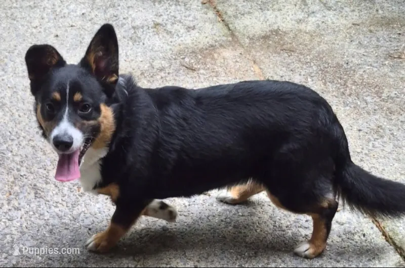 Buddy – Pembroke Welsh Corgi, Miniature Australian Shepherd puppy for sale in Rainsville, AL