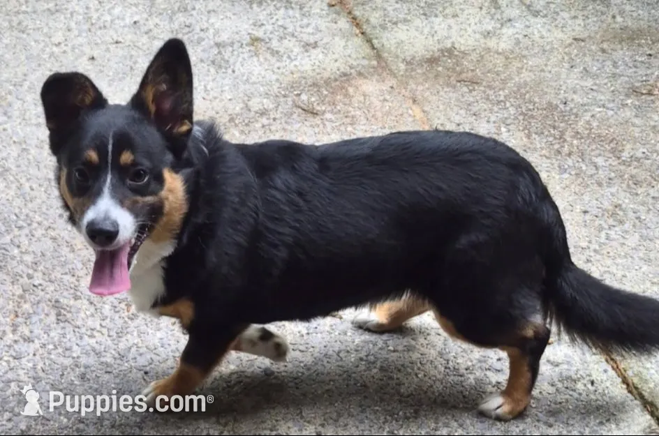 Buddy, a male Pembroke Welsh Corgi and Miniature Australian Shepherd for sale in Rainsville, AL – 1 of 6