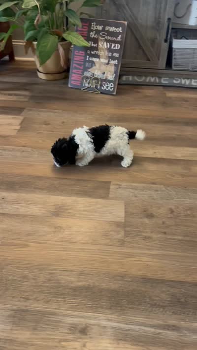 Poppy , a male Cavapoo for sale in Rainsville, AL – 5 of 5
