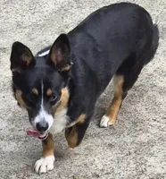 Buddy, a male Pembroke Welsh Corgi and Miniature Australian Shepherd for sale in Rainsville, AL – 5 of 6
