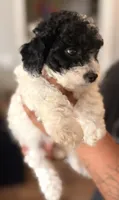 Poppy , a male Cavapoo for sale in Rainsville, AL – 1 of 5