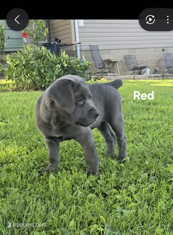 Red – Cane Corso puppy for sale in Nashport, OH