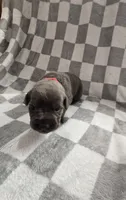 Red, a male Cane Corso for sale in Nashport, OH – 3 of 4