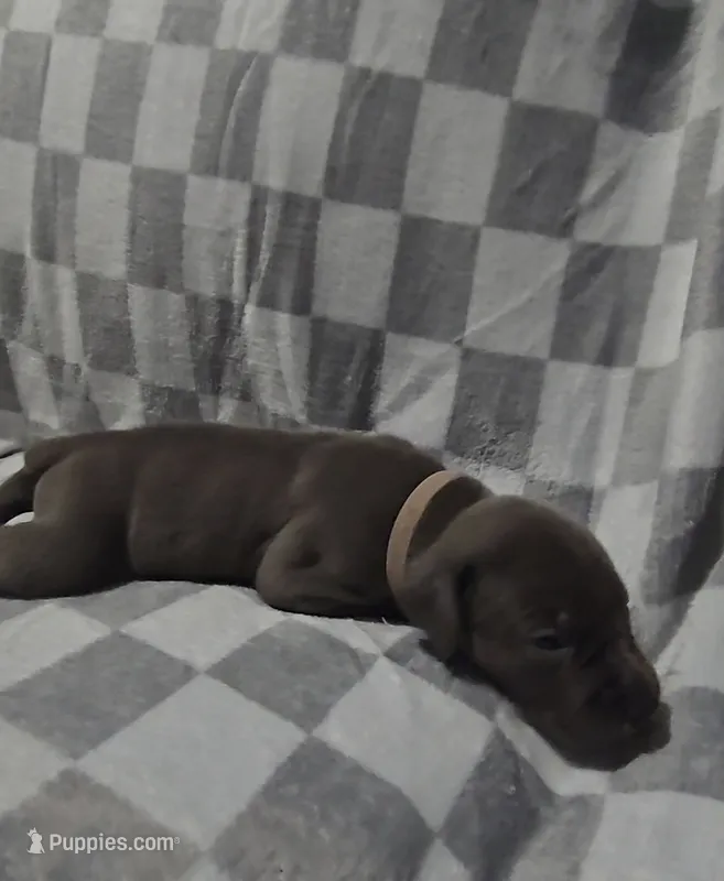 Pink – Cane Corso puppy on hold in Nashport, OH